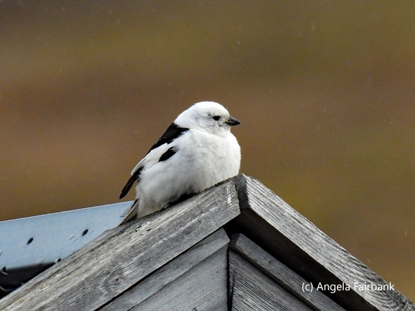 snow bunting on roof