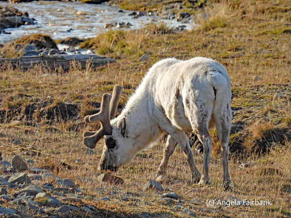 reindeer 1