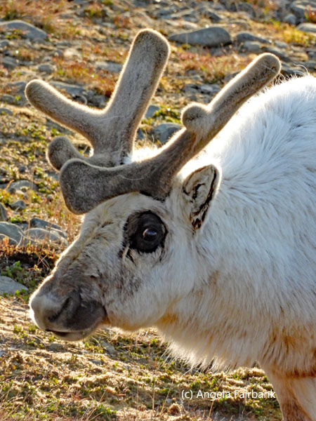 reindeer 2
