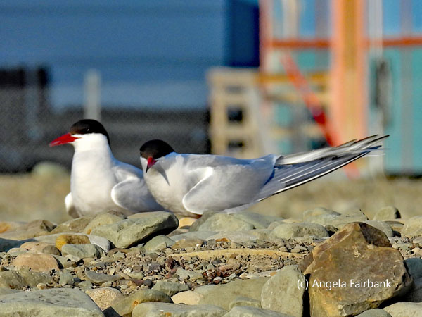 arctic tern pair
