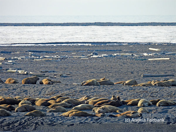 atlantic walruses on moffen island