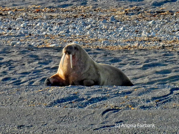 atlantic walrus moving toward water