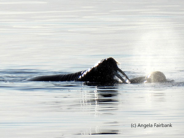 atlantic walrus head and his breath in water