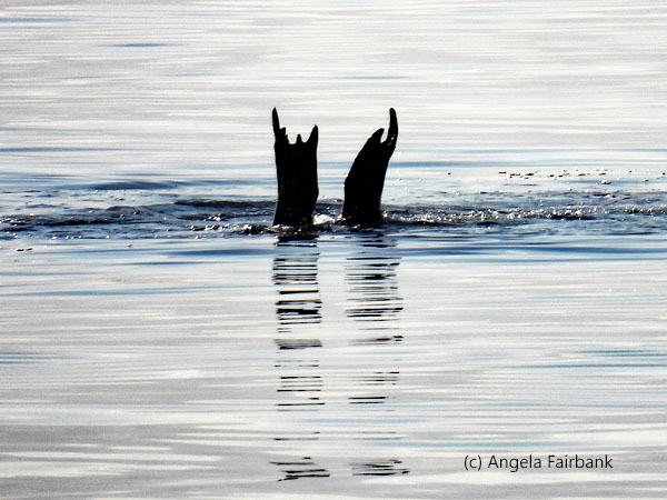 feet of diving atlantic walrus
