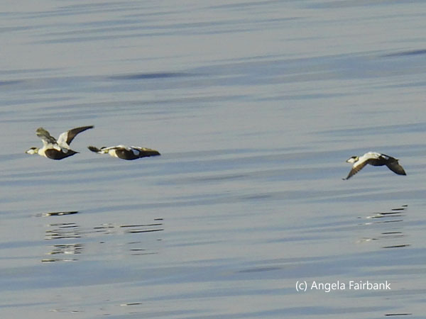 3 flying male common eider ducks