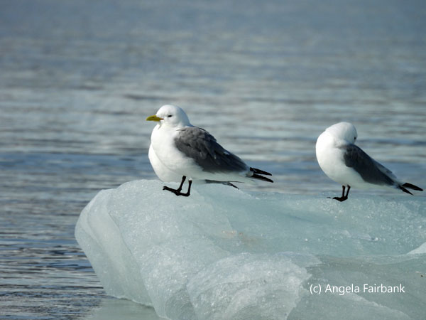2 kittiwakes on iceberg