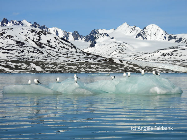 line of kittiwakes on iceberg
