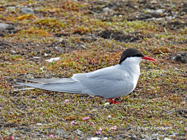 arctic tern 2