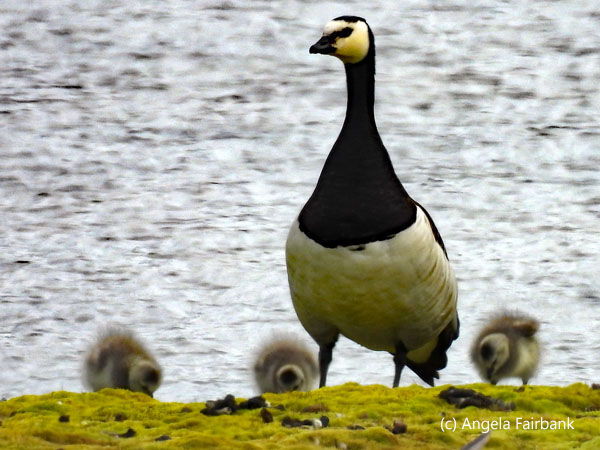 barnacle goose with 3 chicks
