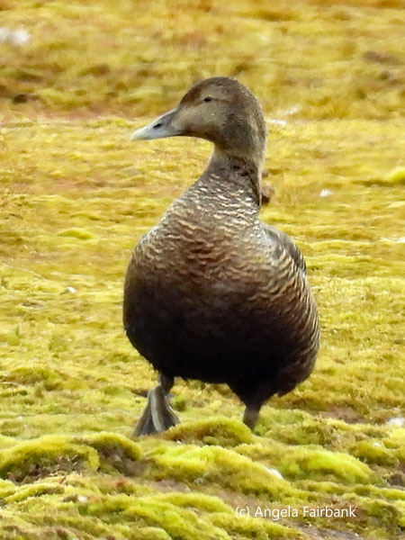 female eider duck