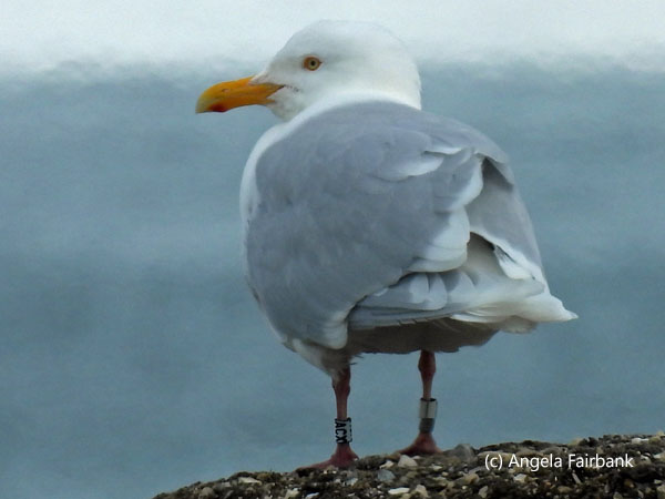 Northern fulmar