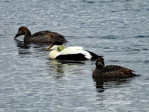3 eiders