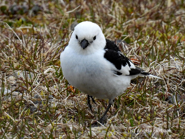 snow bunting
