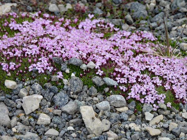 purple saxifrage