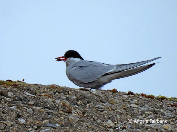 arctic tern 3