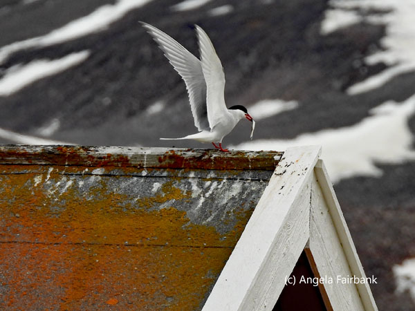 arctic tern on roof