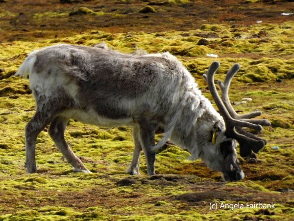 reindeer 1