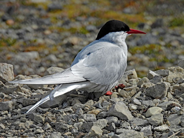 arctic tern 1