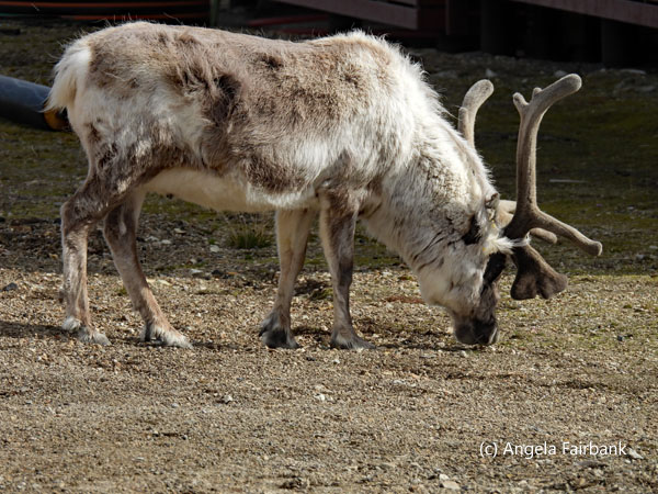 reindeer 2