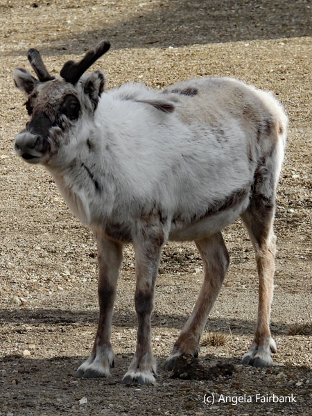 reindeer 3