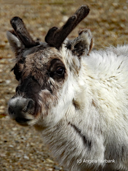reindeer 4