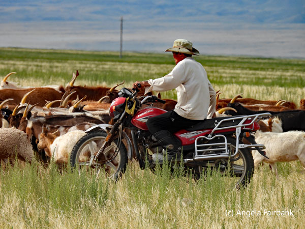 herder on motorcycle 1