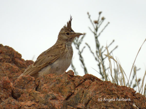 crested lark