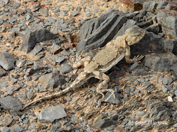 unidentified lizard