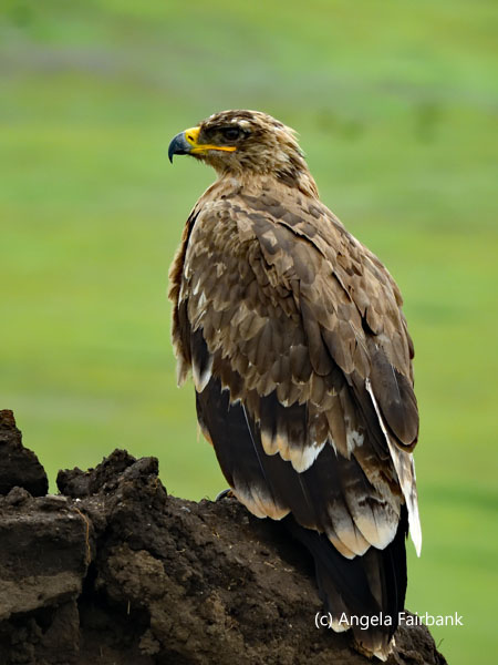 unidentified raptor 7