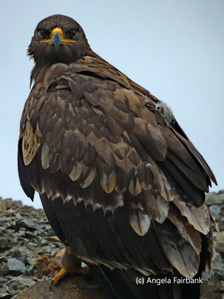 unidentified raptor 8