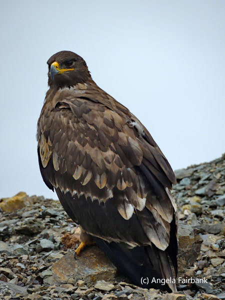 unidentified raptor 9