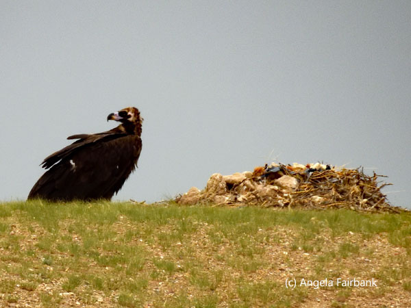 vulture and nest