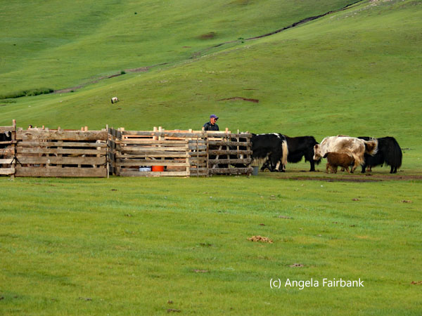 corral of yaks