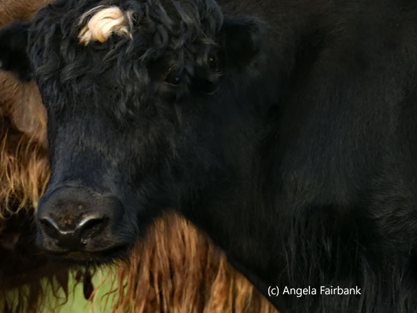 yaks close up