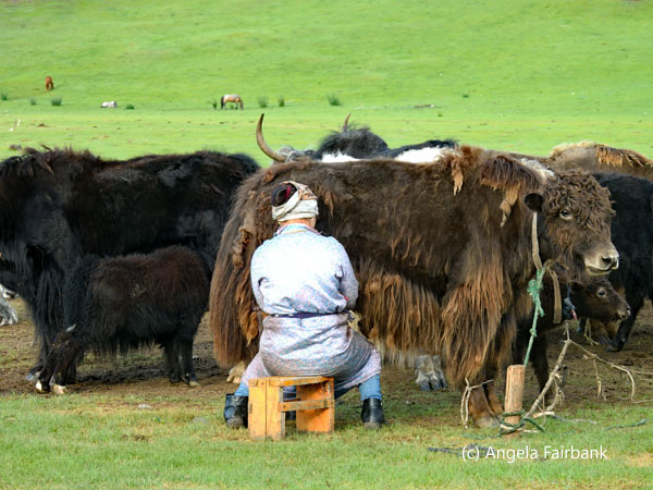 daughter-in-law milking yak 1