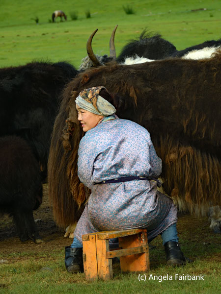 daughter-in-law milking yak 2