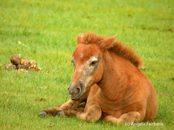 foal lying down