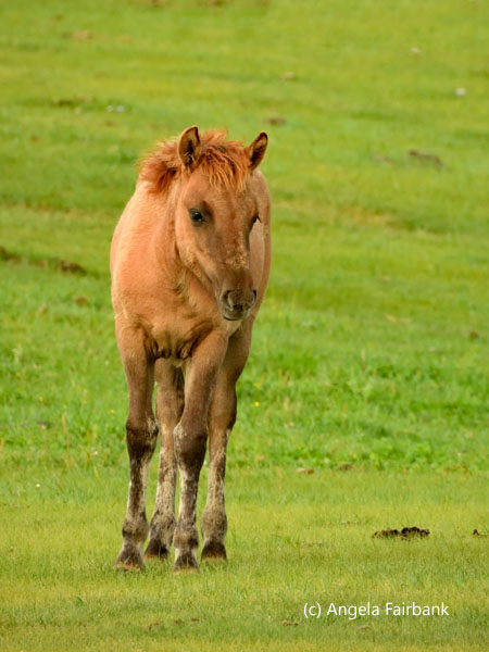 foal standing up