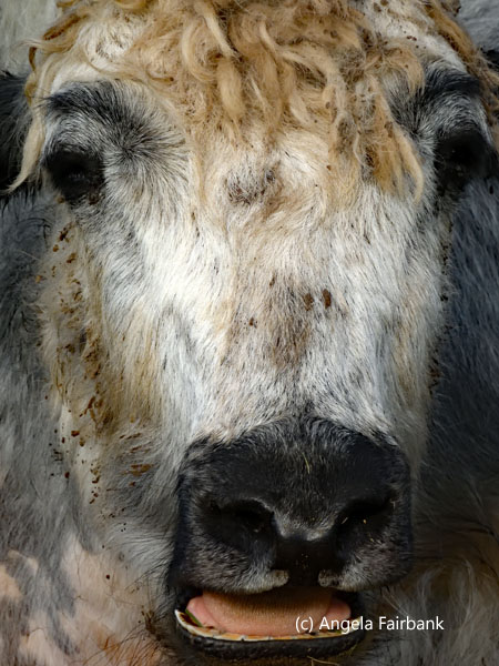 yak face