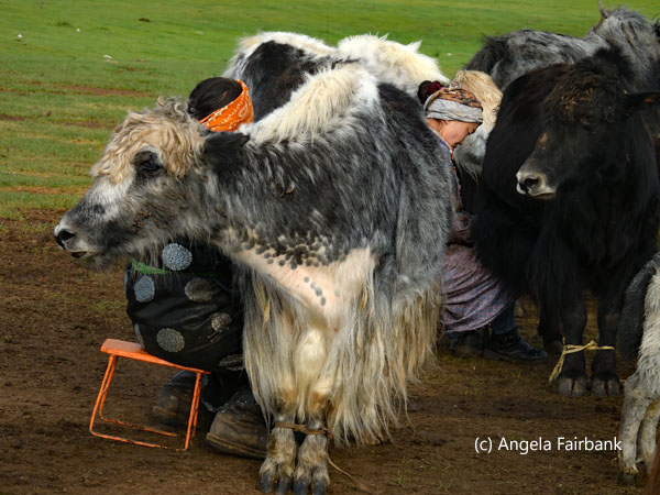 hostess and daughter-in-law milking yaks
