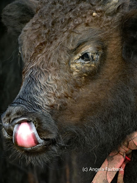 yak licking nose