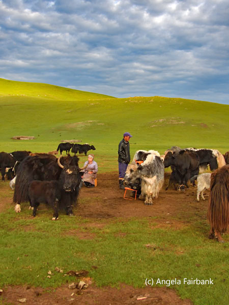 yak milking scene