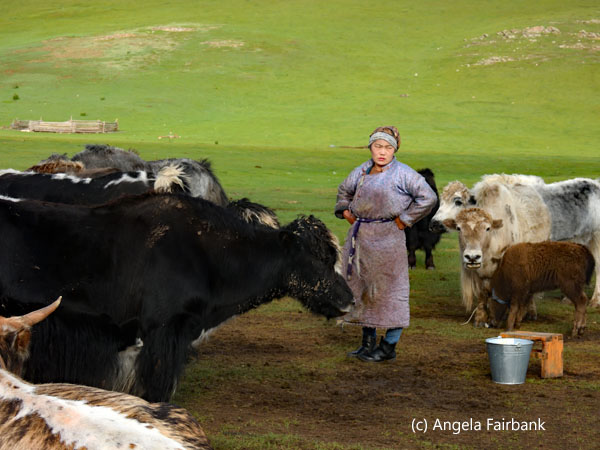 daughter-in-law surveying yaks