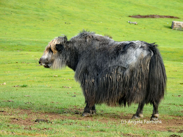 yak on own