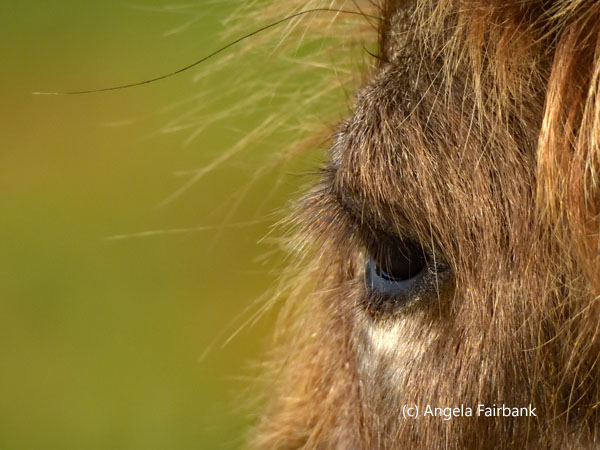 brown yak eye