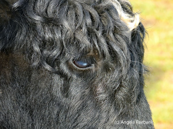black yak eye