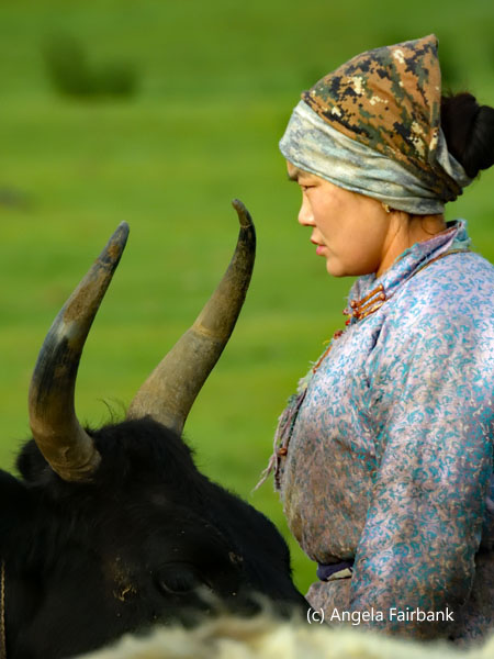 daughter-in-law with horned yak