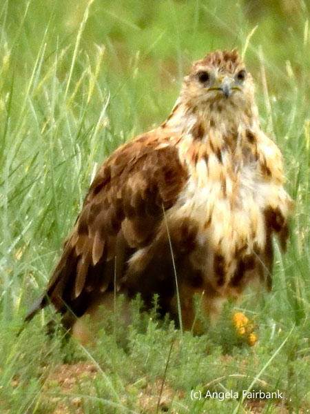 unidentified raptor 3