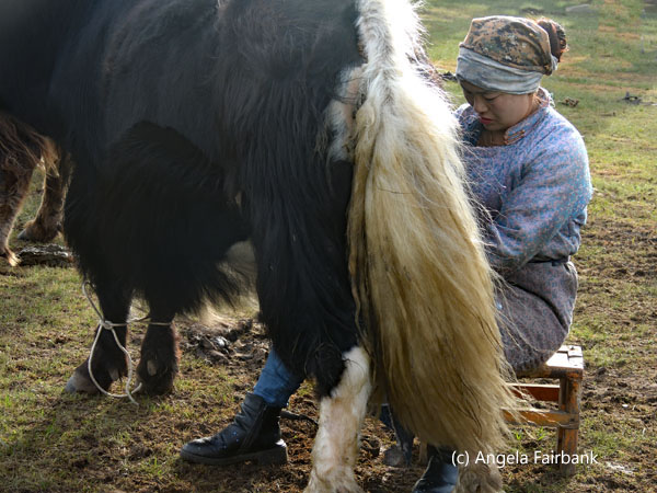 daughter-in-law milking yak 4