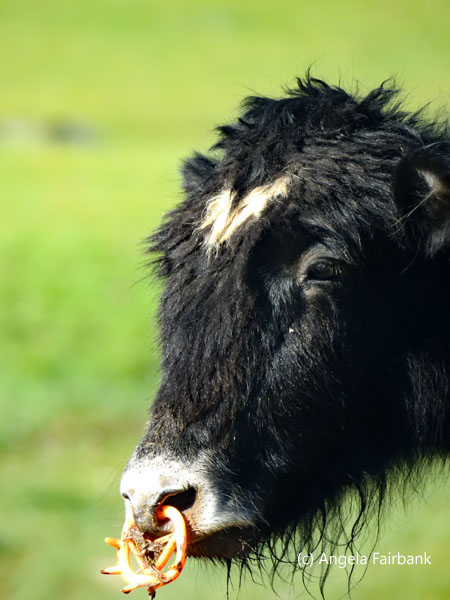 yak head